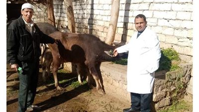 تحصين ١٤٦ ألفاً و٧٠٨ رؤوس ماشية ضد الطفيليات الداخلية بالبحيرة