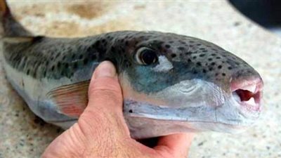 الصحة تحذر من سمكة القراض السامة| فيديو