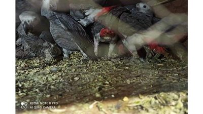 إحباط تهريب 6 طرود بغبغاوات نادرة من خلال مطار القاهرة