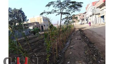 رفع 20 طن قمامة وزراعة  430 شجرة مثمرة  في ميت سلسيل بالدقهلية| صور