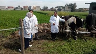 تحصين 146 ألفا و678 رأس ماشية ضد مرض الحمى القلاعية والوادي المتصدع بالبحيرة