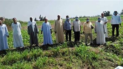 ندوات إرشادية مكثفة للنهوض بمحصول بنجر السكر بالبحيرة