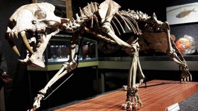 مزاد لبيع هيكل عظمي لـ 