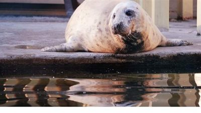 العثور على حيوانات فقمة نافقة على شواطئ قزوين بروسيا