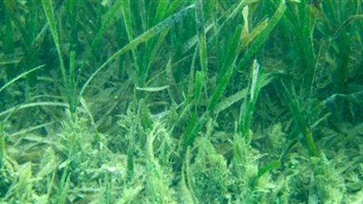 كل ما تريد معرفته عن نبات السعد أو ريحان القصاري.. فوائده وأضراره