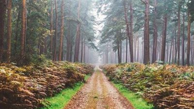 خلال 5 أشهر.. إنجلترا تزرع 10 غابات في إطار مشروع 