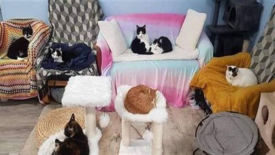 بسبب كورونا.. مخاوف من إغلاق أول مقهى للقطط في بريطانيا | صور