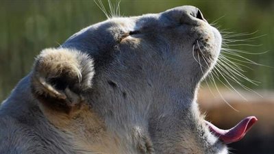 مدير حديقة الحيوانات في برشلونة يعلن إصابة أسودها بكورونا