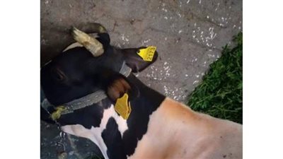 فحص٤٧٣٣ رأس ماشية وتلقيح ٢٣٩٠ أخرى بالبحيرة