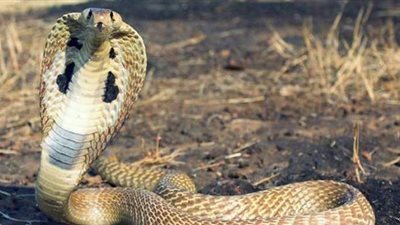 بسبب الثعابين والسحالي.. إيقاف بناء مصنع 