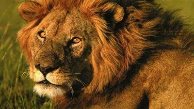 إصابة 4 أسود بحديقة حيوان في إسبانيا بفيروس كورونا