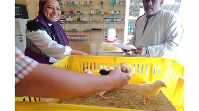 بيطري الأقصر ينظم ندوات لتوعية المواطنين بطرق تربية الطيور| صور