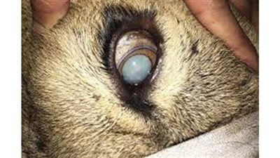 حيوانات الجيزة تكشف تفاصيل إجراء عملية جراحية لعين أسد فقد بصره