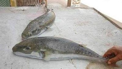 صحة بنها تحذر من تناول سمكة الأرنب