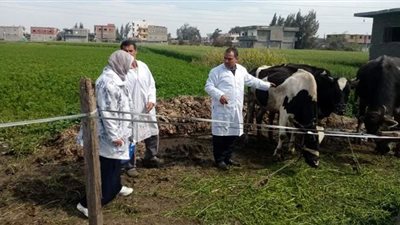 اختبار ٥١٣٢ رأس ماشية ضد مرض البروسيلا بالبحيرة