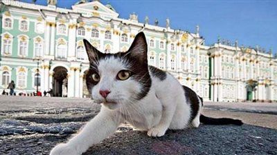 بعد وفاته.. قطط متحف 