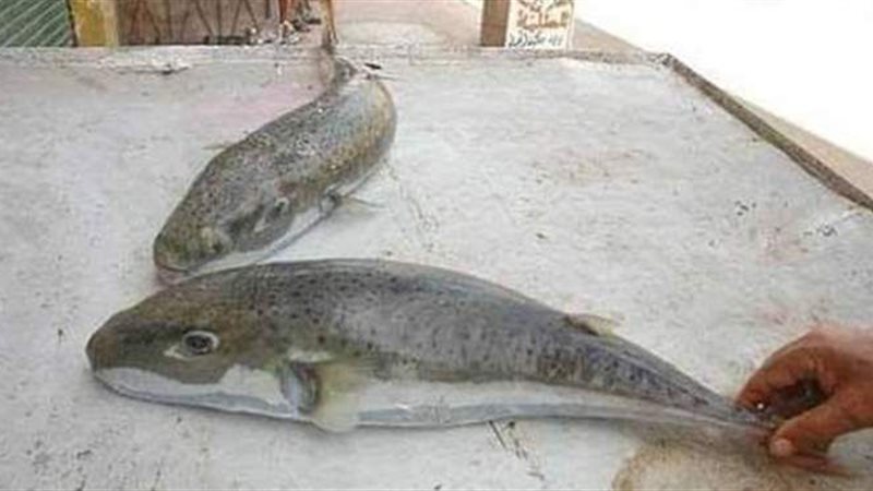 سمك الارنب
