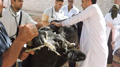 محافظ أسيوط: تنظيم قوافل علاجية بيطرية بأبنوب ومنفلوط