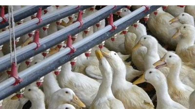 تفشي إنفلونزا الطيور في ثاني مزرعة بط بفرنسا