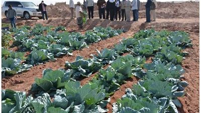 محافظ الوادي الجديد يتفقد مشروعات زراعة التوت لإنتاج الحرير