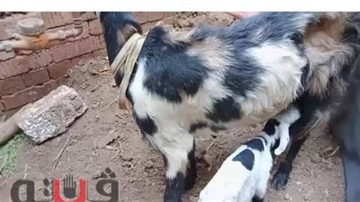 حقيقة ولادة ماعز لخروف في قرية طبلوها بالمنوفية | فيديو