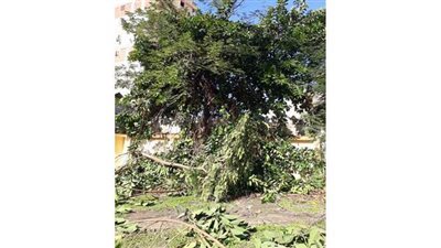 رفع المخلفات بمحيط صهريج بن بطوطة الأثري في الإسكندرية