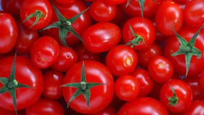 أسعار الطماطم اليوم في سوق الجملة 2020/12/12