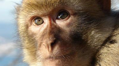 تفسير حلم رؤية القرد فى المنام وعلاقته بالتخلص من السحر