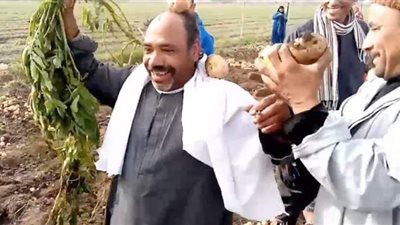 مزارع يندب حظه بعد انهيار أسعار البطاطس..