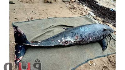 العثور على أنثى دولفين ذو الأنف الزجاجي نافقة بالغردقة |صور