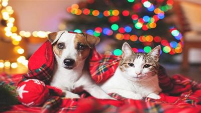 جمعية خيرية أيرلندية: 