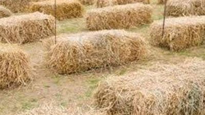 الإحصاء: حرق 2.1% من إجمالي إنتاج قش الأرز في 2019