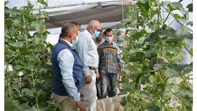 محافظ الوادي الجديد يزور مشروع الصوب الزراعية للشباب بقرية أسمنت