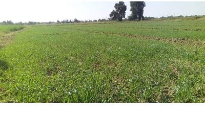 الزراعة تنفذ 350 حقلا إرشاديا للقمح و75 للشعير في الوادي الجديد