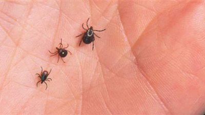 تفسير حلم البرغوث في المنام وعلاقته بالمتاعب والهم والكرب