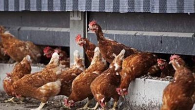 إنفلونزا الطيور تغزو اليابان وكوريا الجنوبية