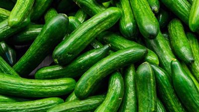 سعر الخيار يصل إلى 10 جنيهات فى الأسواق | فيديو