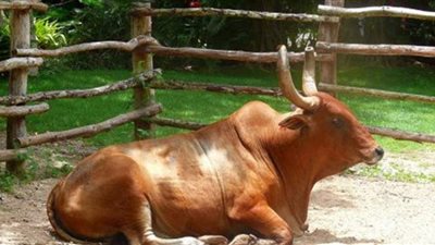 تفسير حلم الثور في المنام وعلاقته بالفشل وضياع القوة والمال