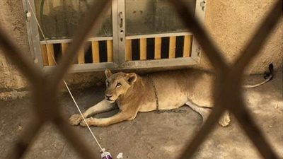 بعد سماع صوت زئير.. أمن مكة يحقق في وجود لبؤة داخل منزل مهجور| فيديو