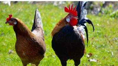 حريق يلتهم دجاجا تشيكيا بـ120 ألف دولار