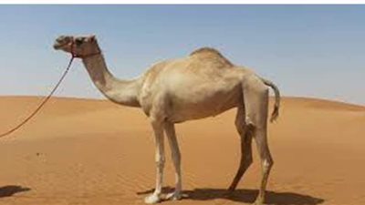 تفسير حلم الجمل في المنام وعلاقته بالحزن والشقاء والتخلص من الأعداء