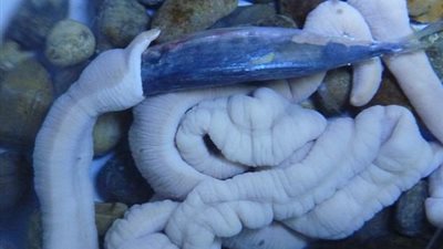 دودة تشبه الأمعاء تلتهم سمكة (فيديو وصور)