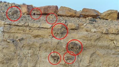 هل تستطيع العثور على الماعز المتخفي في الصورة