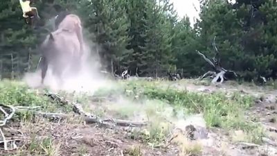 حيوان ضخم يهاجم طفلة بمنتزه أمريكي (فيديو وصور)