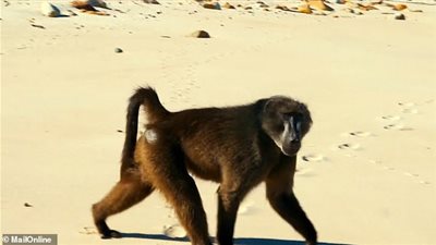 قرد يسرق حقيبة امرأة بطريقة ماكرة (صور)