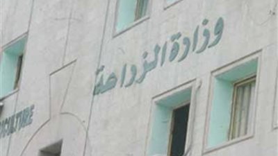 الزراعة تسمح بدخول القمح المصاب بالإرجوت بنسب محددة