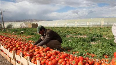 ٢٢٩ مليون دولار قيمة الصادرات الزراعية خلال يونيو الماضي