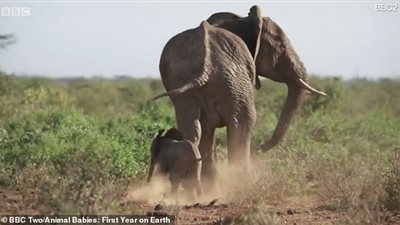 فيل ينجو من الدهس أسفل أقدام شقيقه (فيديو وصور)