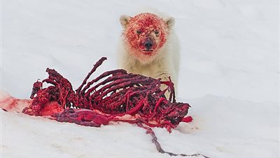 الدماء تغطي وجه دب وأمه بعد قتل كلب بحر (صور)