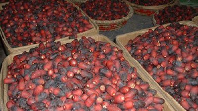 الصناعة تعقد دورة تدريبية للمشرفين والعاملين بمصانع التمور بالوادي الجديد